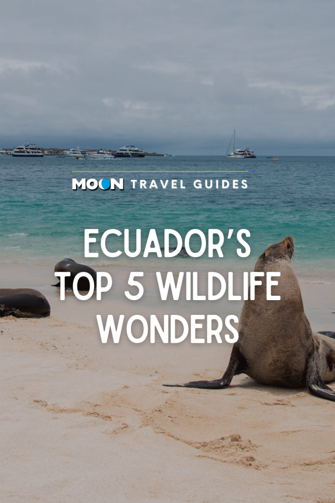 Image of sea lion on white beach with text Ecuador's Top 5 Wildlife Wonders