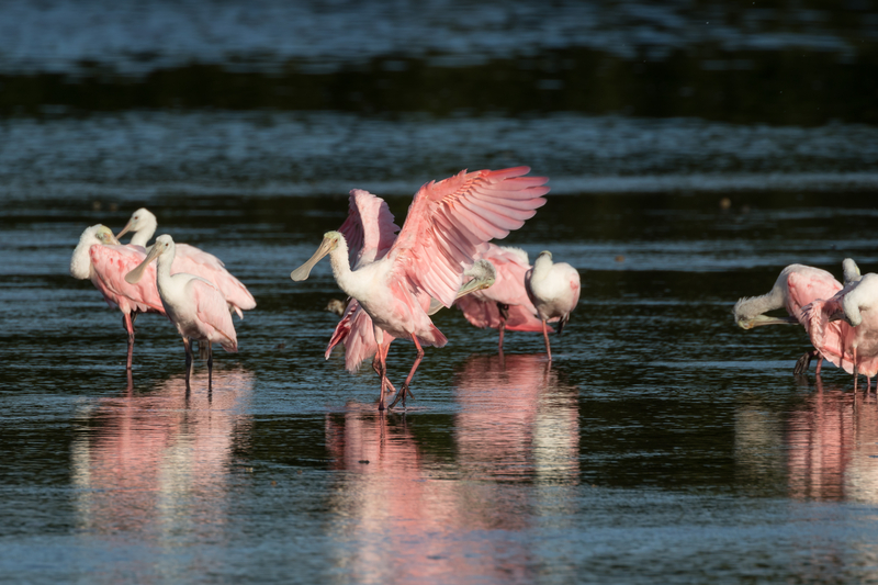 A group of pink birds flapping around on dark reflective beach.