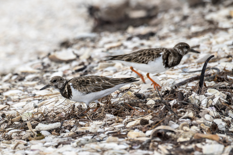 Image of two small black and white birds on white rocky beach with brown twigs and seaweed.