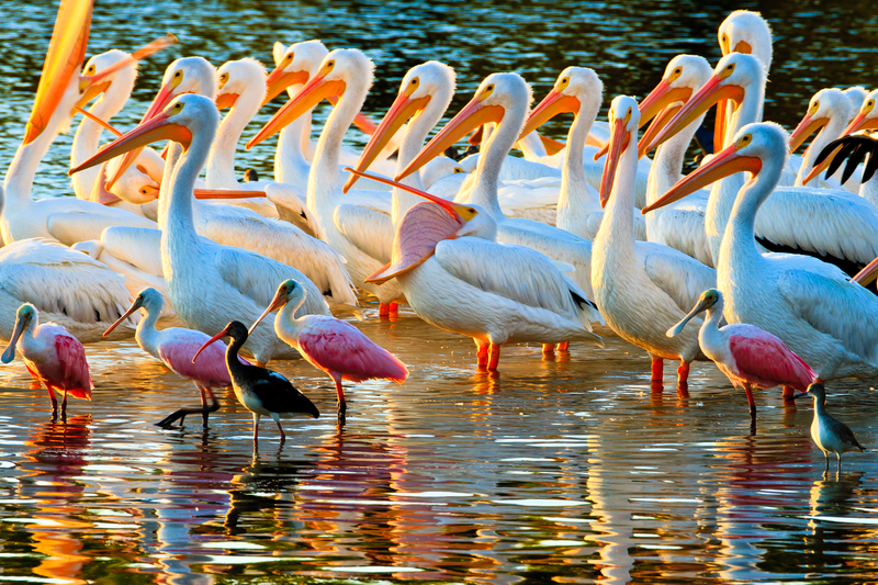 Image of group of white pelicans and small pink spoonbills standing in water.