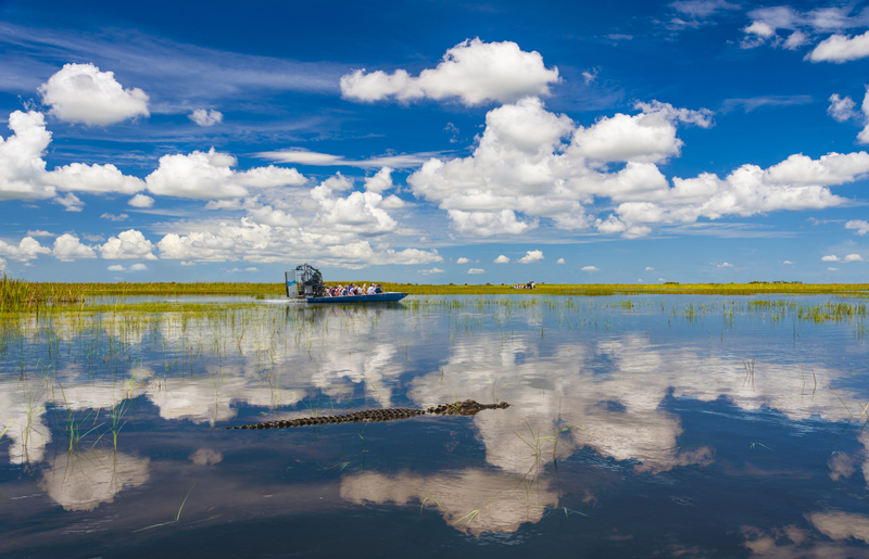 Image of boat and swimming alligator in calm waters reflecting bright blue sky and puffy white clouds.