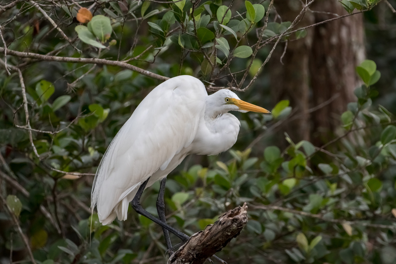 Image of large white bird with yellow beak perched on a tree branch