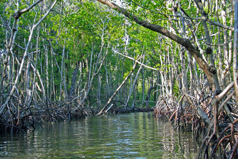 Image of mangrove trees lining a waterway