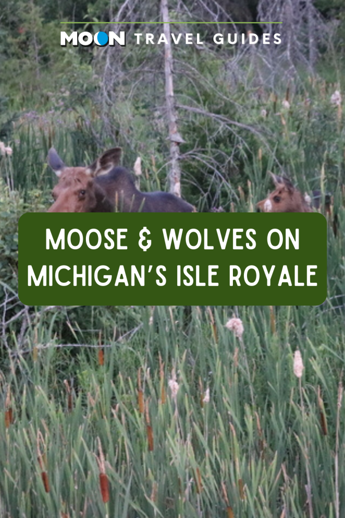 Image of moose and her baby with text Moose & Wolves on Michigan's Isle Royale