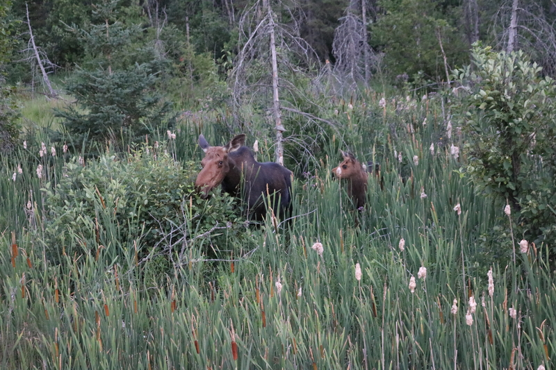 A mother moose and her baby in a grassy meadow with tall rushes.