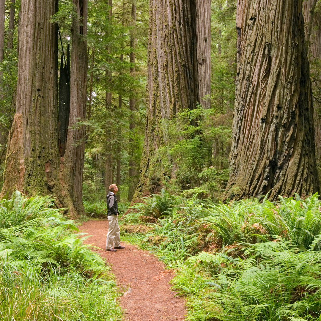 Pacific Coast Road Trip: Visiting Redwood National Park | Moon Travel ...