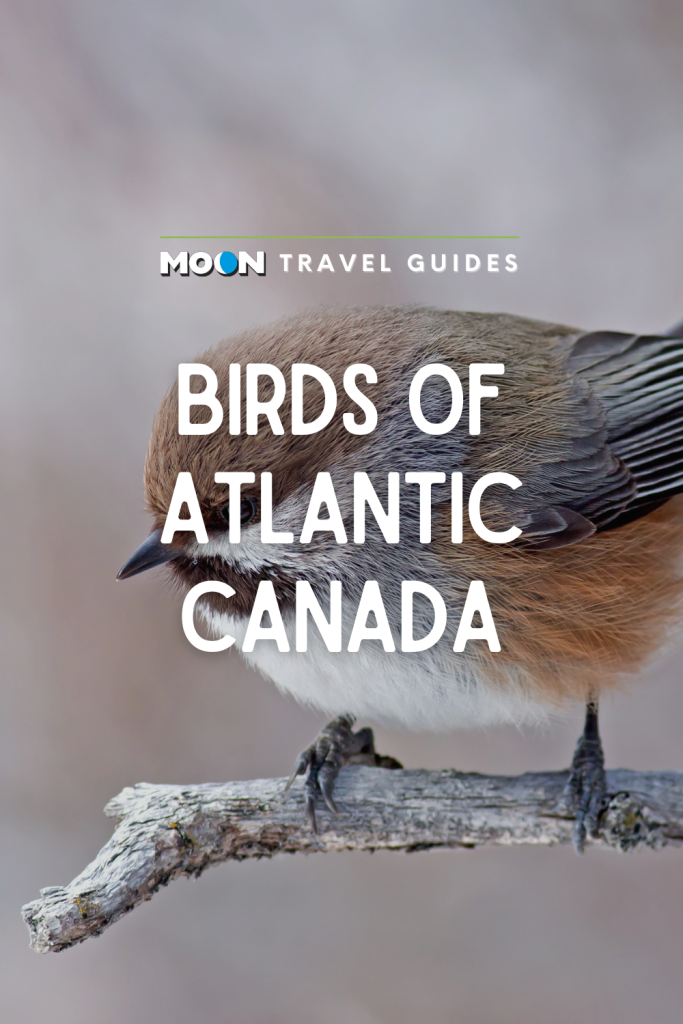 Image of chickadee sitting on branch with text Birds of Atlantic Canada