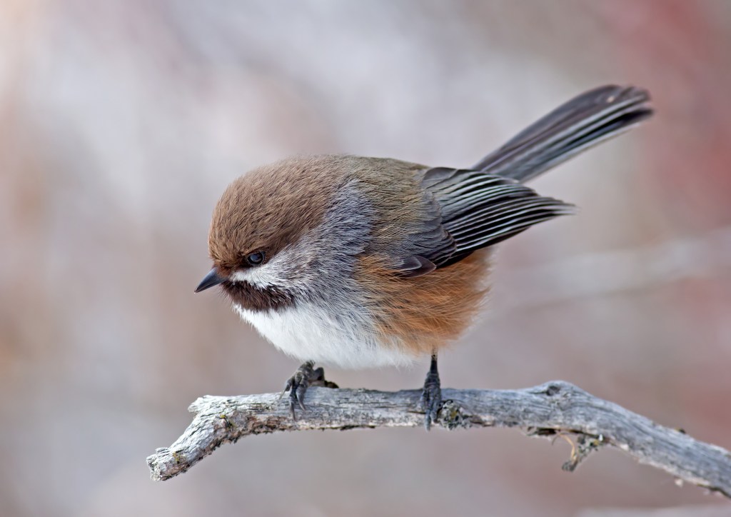 Image of small, round, fluffy brown, white and grey bird perched on a tree branch against blurred grey background