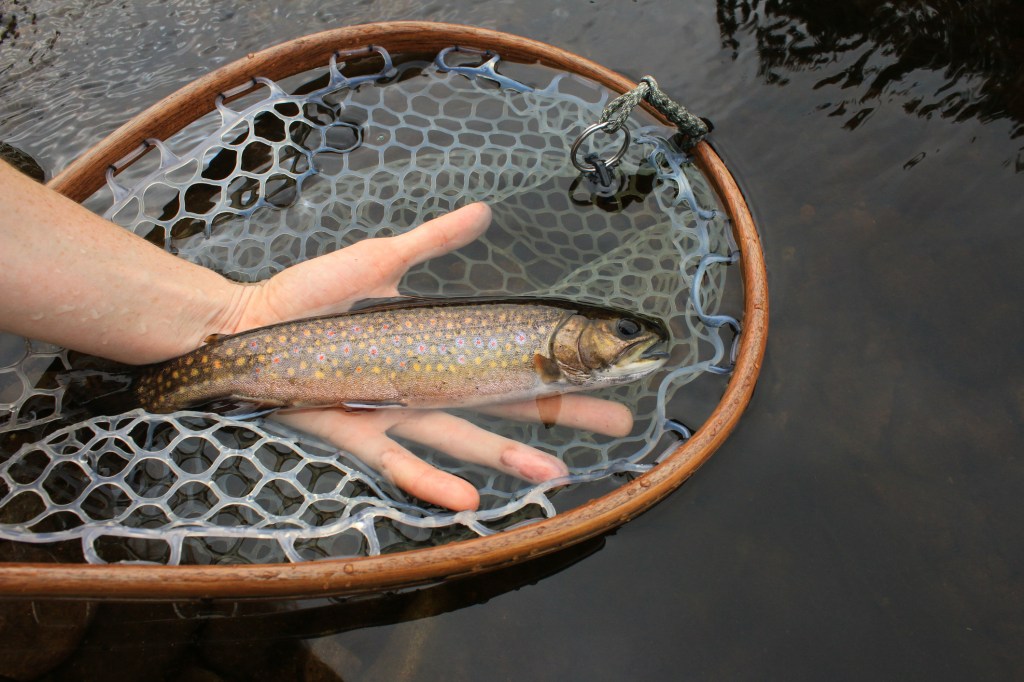 A hand holding a medium-sized brown speckled fish partially underwater in a fishing net