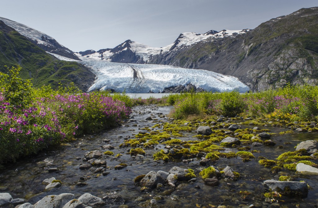 A glacier flowing down a hillside into water with grass and flowers in the foreground.