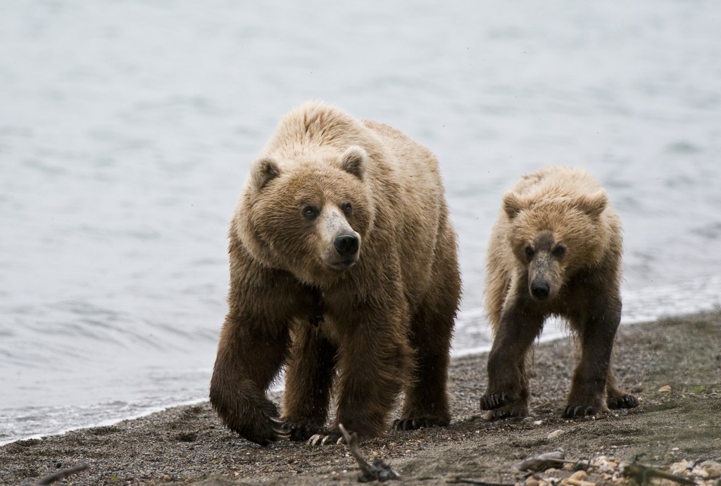 A mother brown bear and her cub walking on the beach