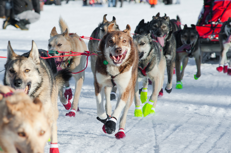 A team of sled dogs running a race