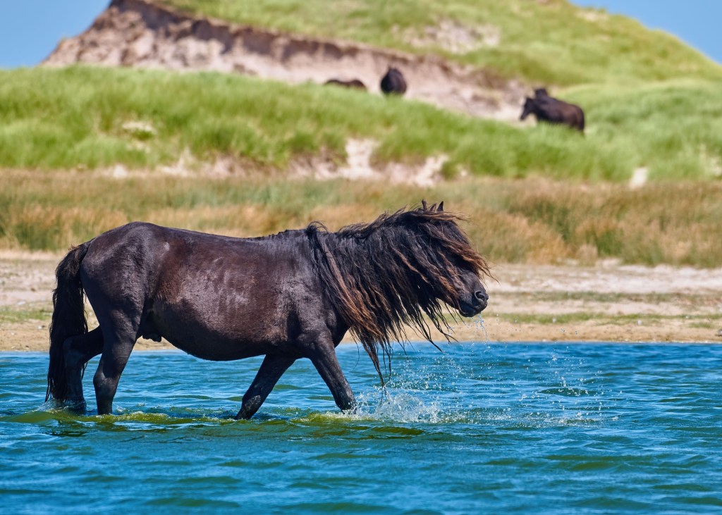 A small black wild horse with an unruly mane walks in a shallow lake with a grassy hill and more black horses in the distance.