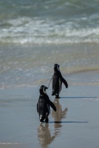 some penguins live near the equator