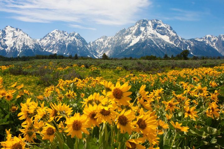 Where to See Wildflowers in National Parks