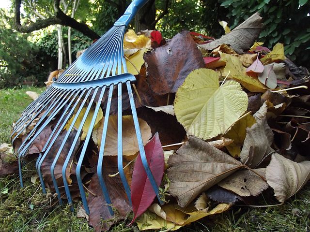 Twelve Rules of Raking Leaves for Compost