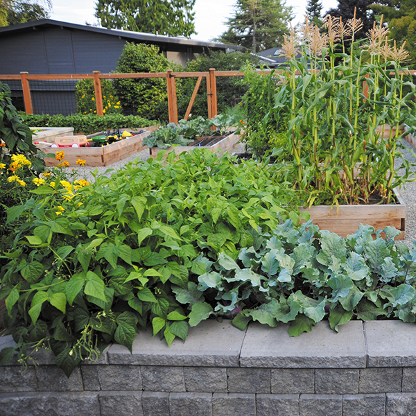 5 Techniques for a More Productive Vegetable Garden