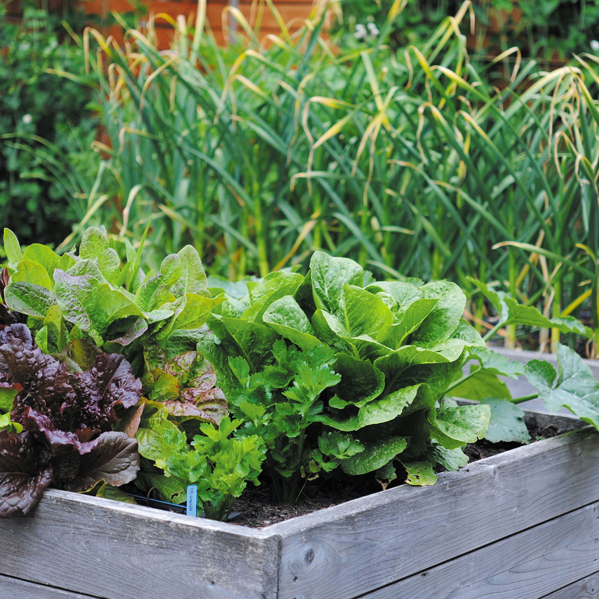 How to Grow More Food in the Space You Have | Hachette Book Group