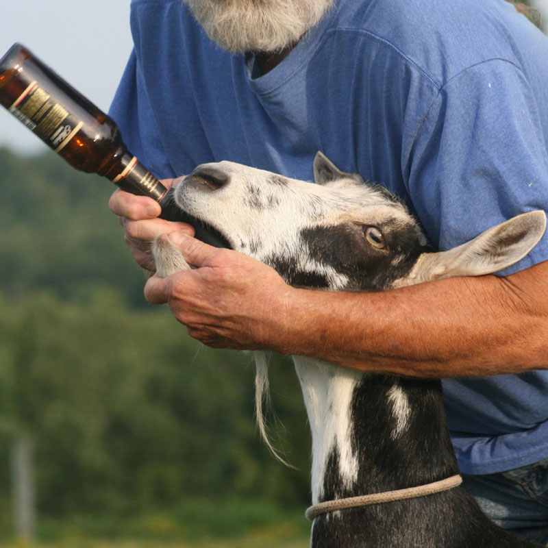 can beer kill a dog