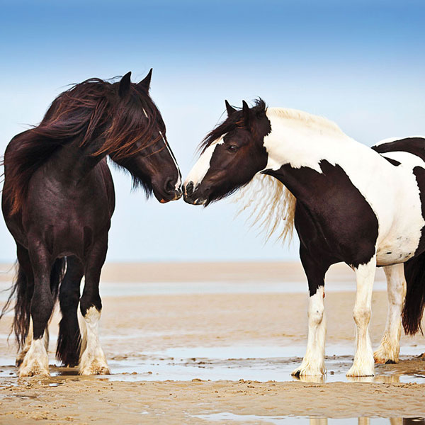 21 Marvelous Long-Haired Horses (With Feathered Legs)