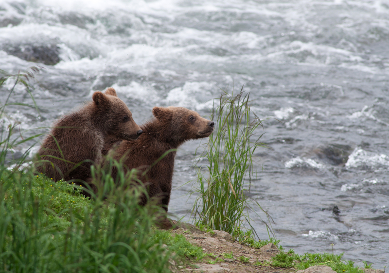 Two baby brown bears sitting on the shore along a river.