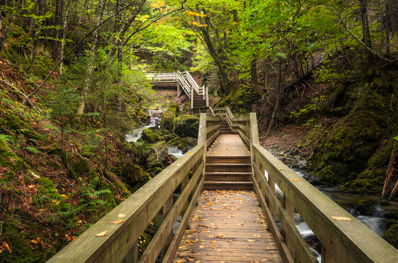 Image of wooden boardwalk trail leading through lush green woods.