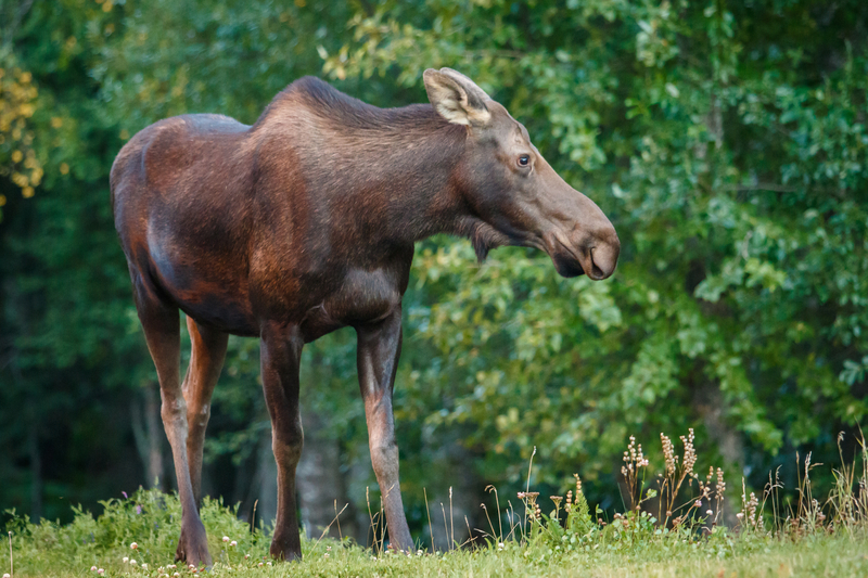 A moose standing in a lush park with trees in the background.