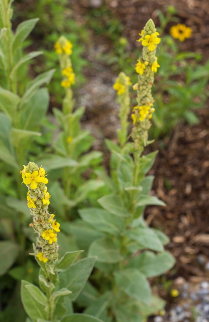 No evidence mullein leaf fights asthma or detoxes lungs - Africa Check