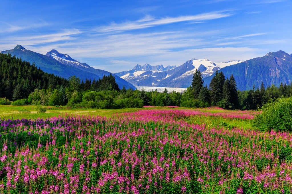 A meadow filled with bright fuschia flowers with the ocean and snowy mountains in the distance.