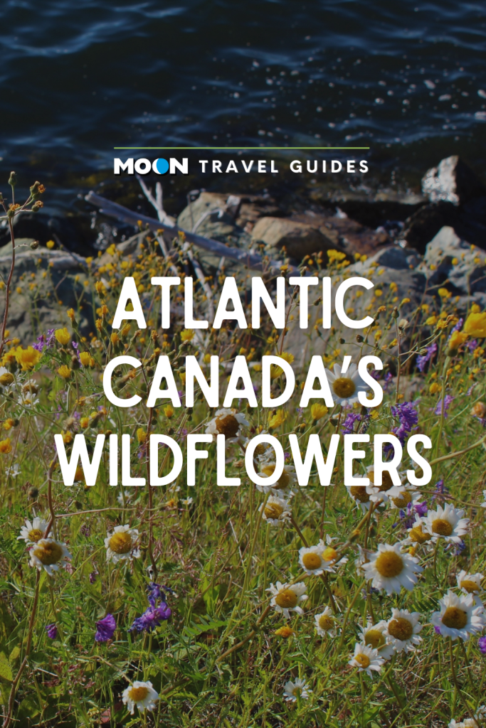 Image of wildflowers growing along shore with text Atlantic Canada's Wildflowers