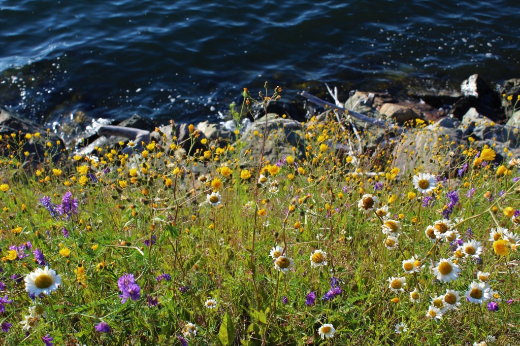 Various white, yellow, and purple wildflowers growing on shore overlooking rocks and dark blue sea.