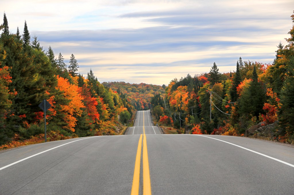 Image of a road leading between colorful green and orange trees under cloudy grey sky