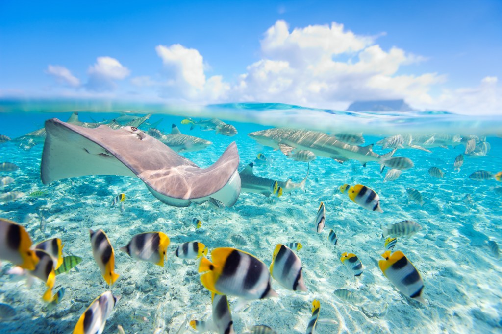 Manta rays and tropical fish swim through crystal clear water under bright blue sky.