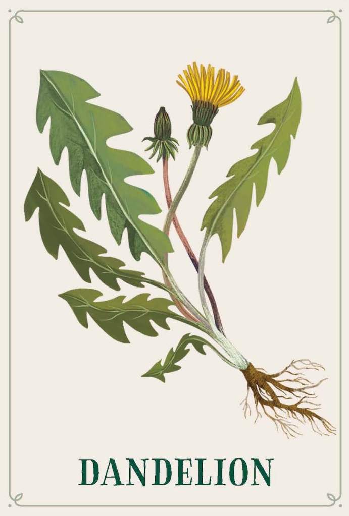 The Dandelion card from “Enchanted Foraging Deck: 50 Plant Identification Cards to Discover Nature's Magic”