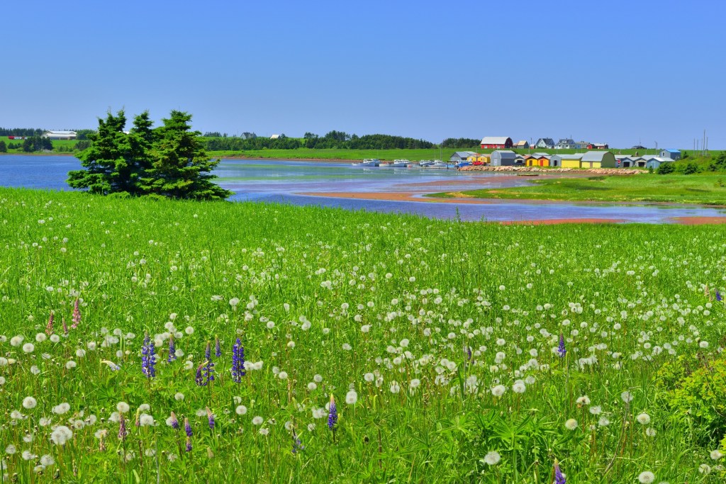 A bright green meadow with an ocean cove and quaint houses in the distance.