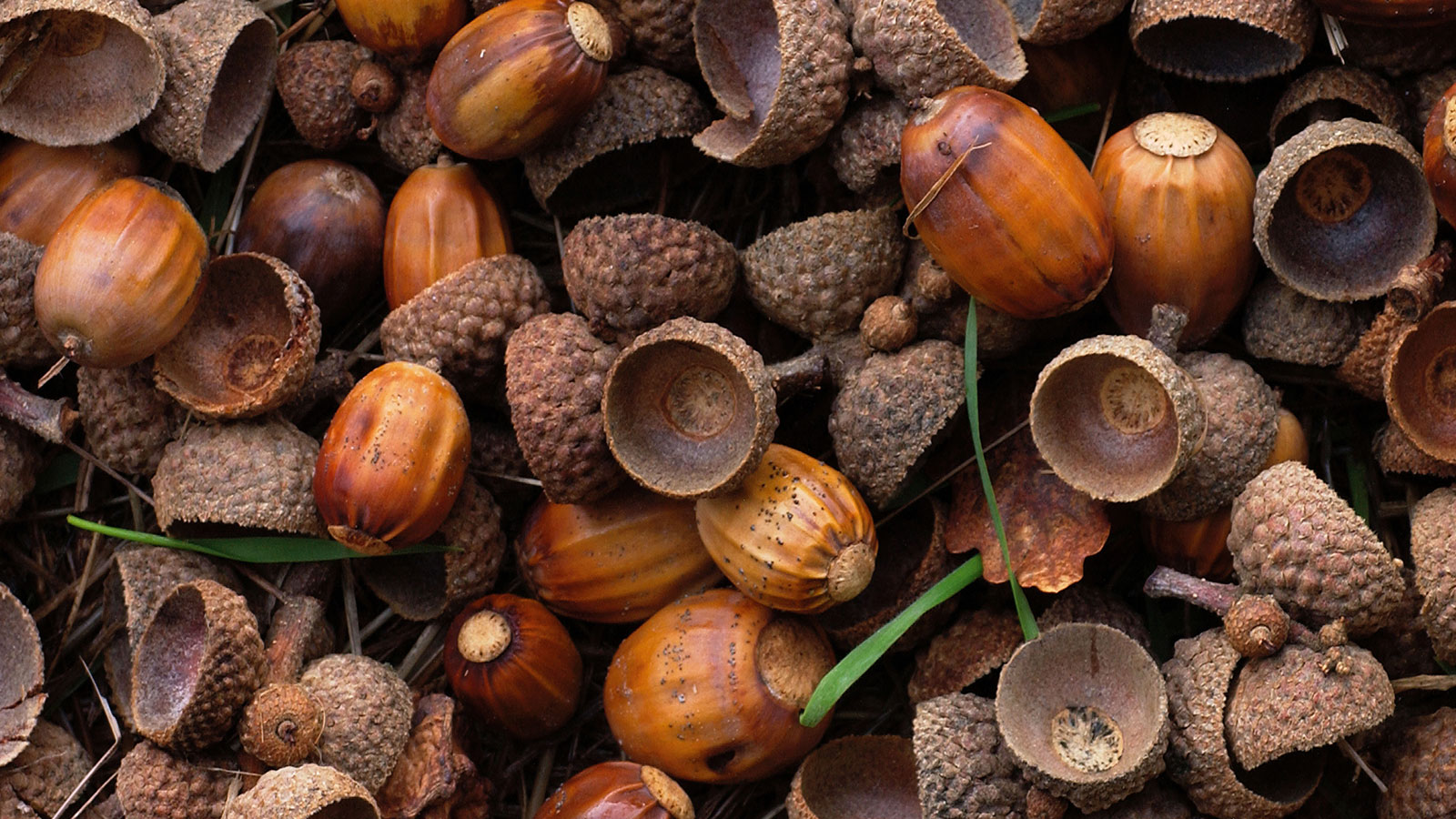 Collect Acorns For a Good Cause This Fall - Washingtonian