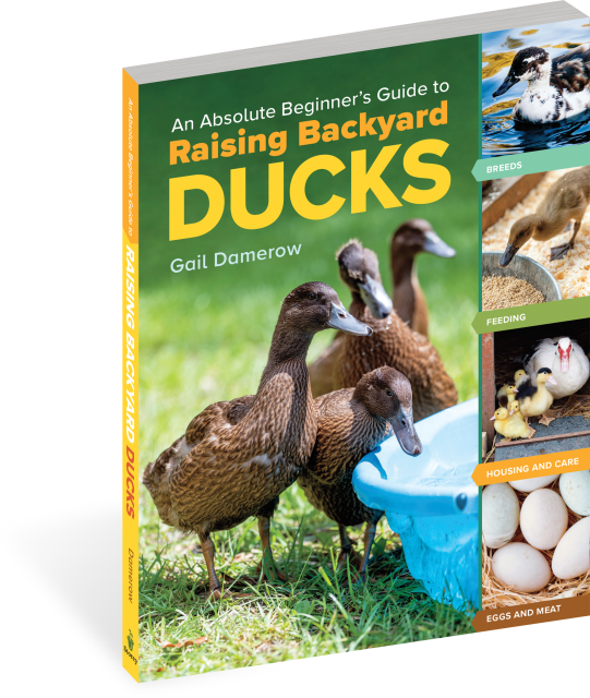 A Ducks Unlimited Guide to Hunting Diving Ducks & Sea Ducks: Kramer, Gary:  9781932052107: : Books