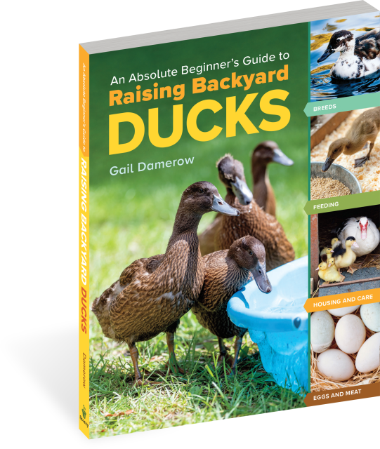 An Absolute Beginner's Guide to Raising Backyard Ducks by Gail Damerow