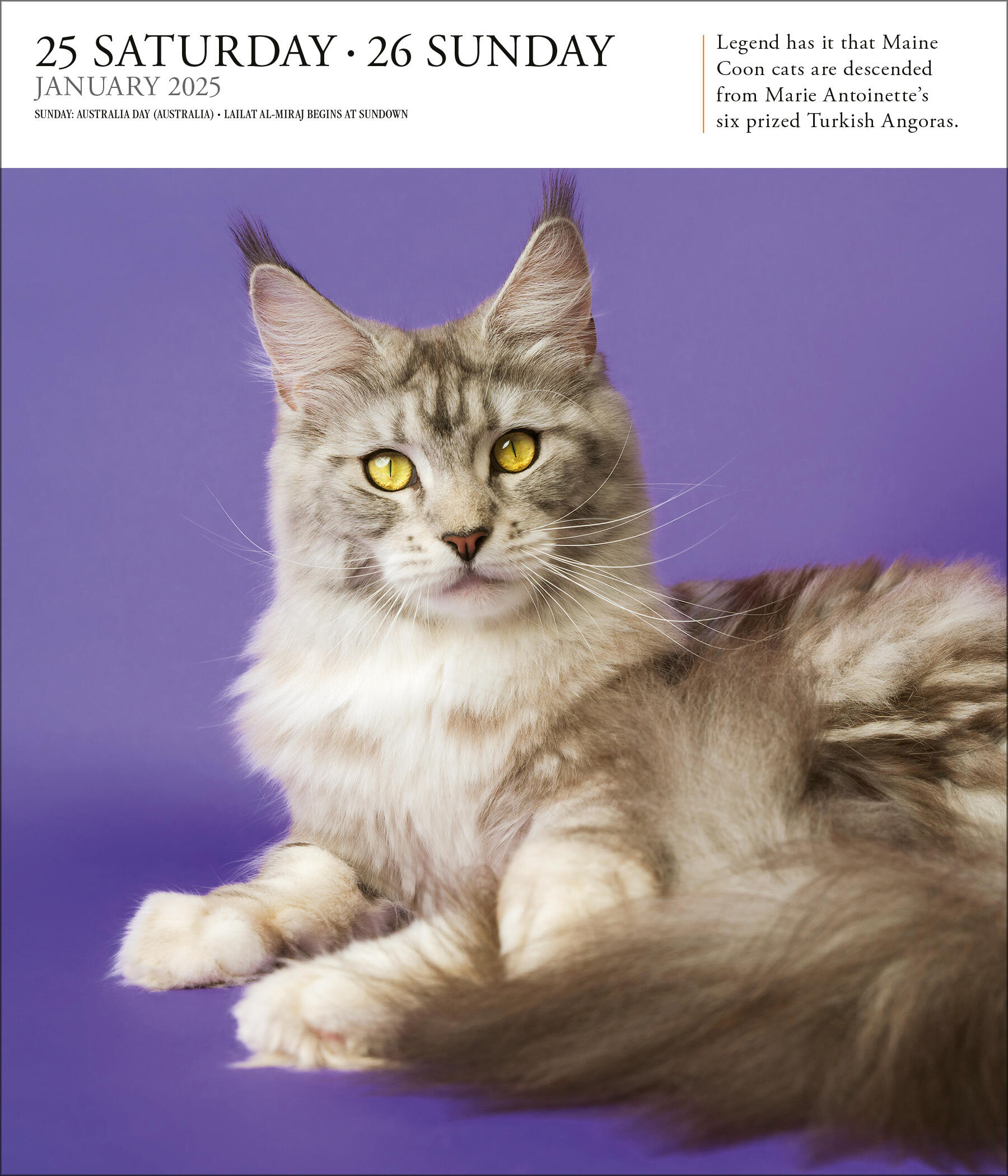 Cat PageADay® Gallery Calendar 2025 by Workman Calendars Hachette