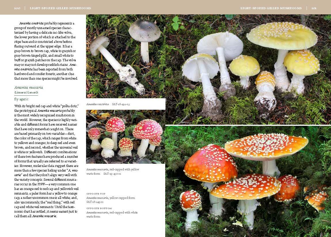 Mushrooms of the Pacific Northwest, Revised Edition by Steve Trudell |  Hachette Book Group