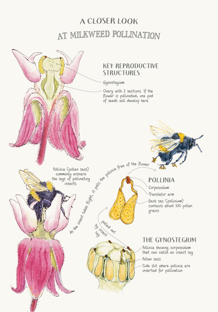 Detailed illustration explaining the process and structures involved in milkweed pollination.