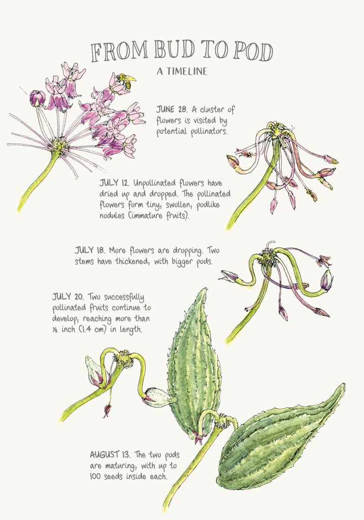 Illustration showing the development stages of a milkweed plant from flower to mature seed pod.