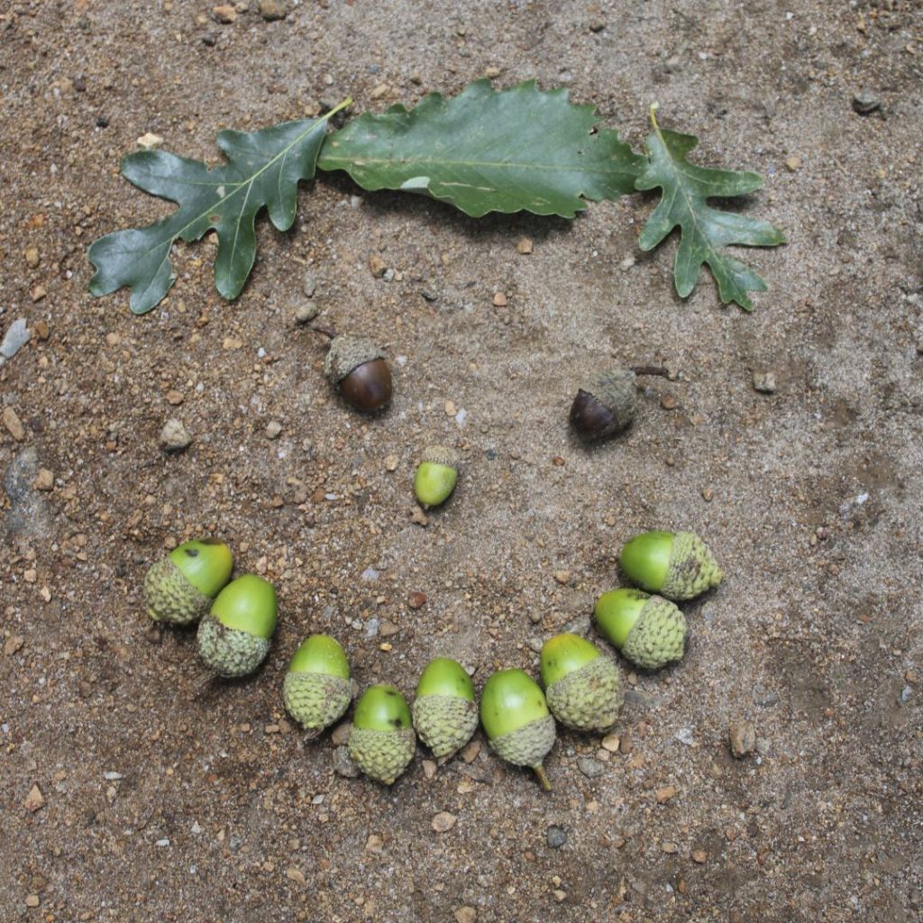 Acorns in a smiley face from 50 Hikes for kids Virginia and Maryland