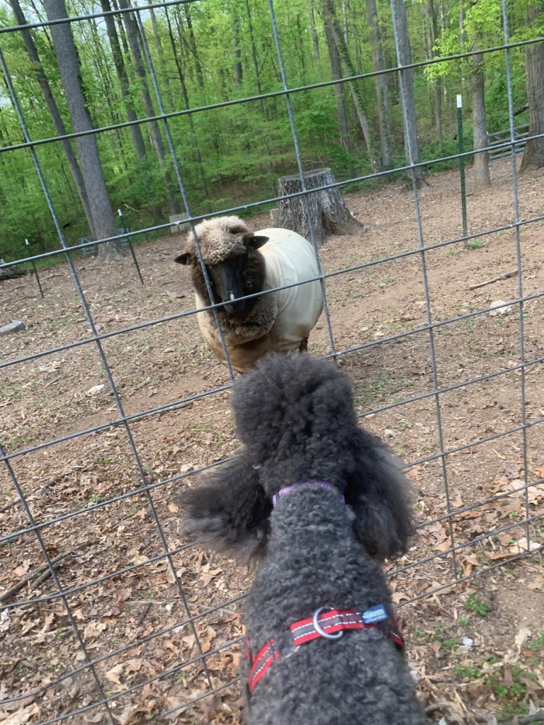 A stand off between a sheep and Cleo the standard poodle with a wire fence between them. They have matching fluffy hair dos. 