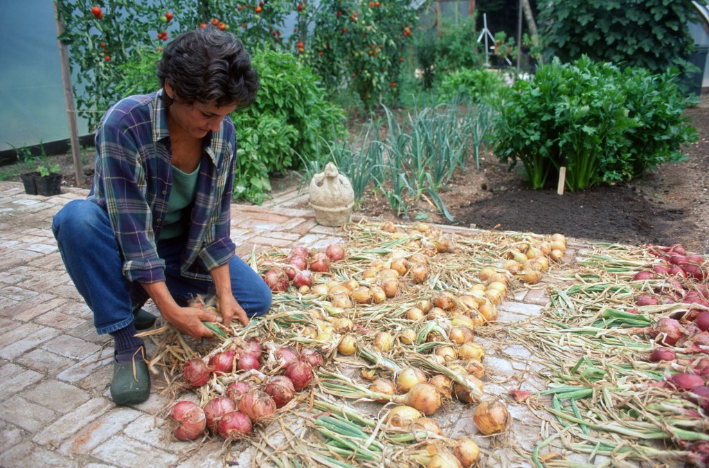 Curing onions on a greenhouse floor from Barbara Damrosch A Life in the Garden 