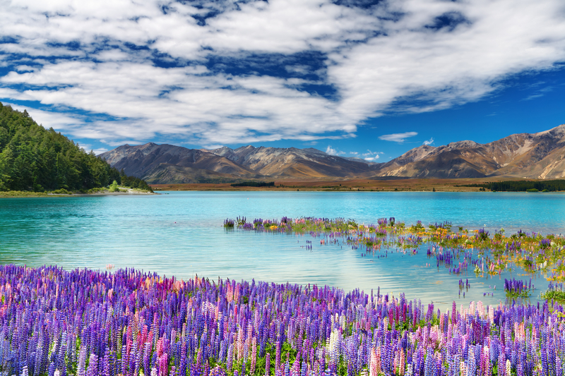 Image of turquoise lake with bright purple and pink flowers in the foreground and low brown mountains in the distance.