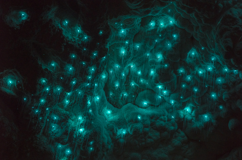 Glowing turquoise worms on a cave ceiling.