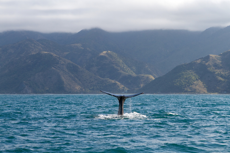 Image of the ocean with a whale's tail sticking out and green mountains in the distance.