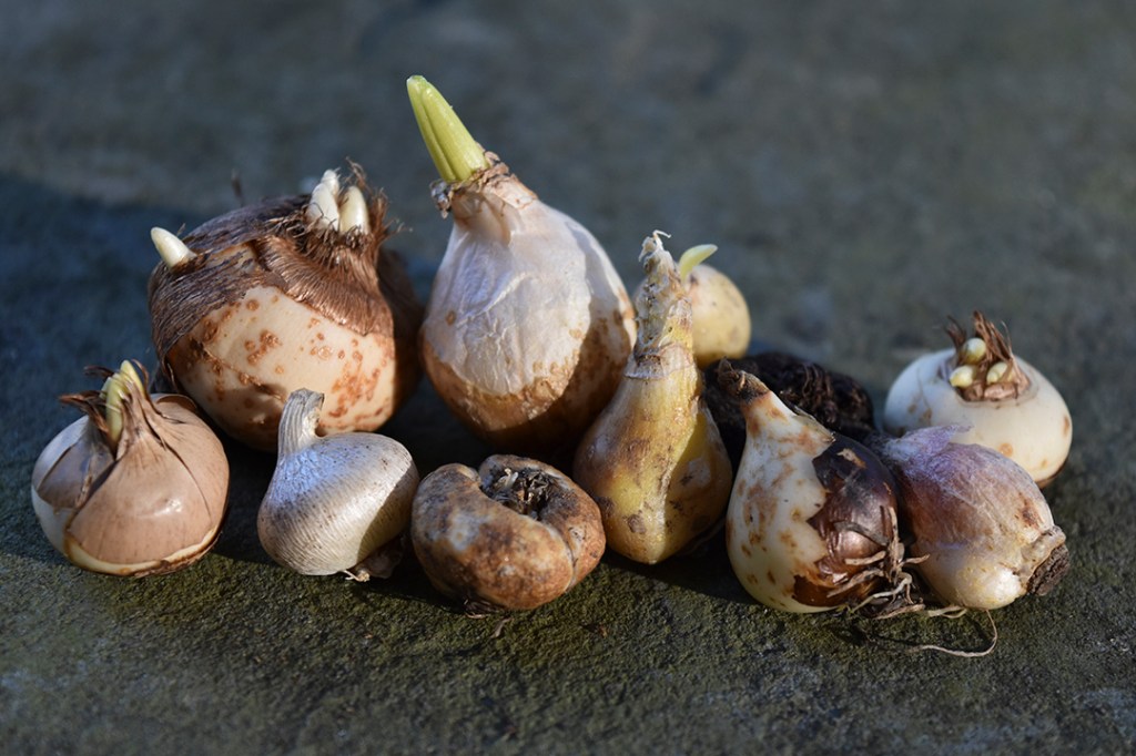 Fall bulbs from the Ultimate Flower Gardener's Guide by Jenny Rose Carey