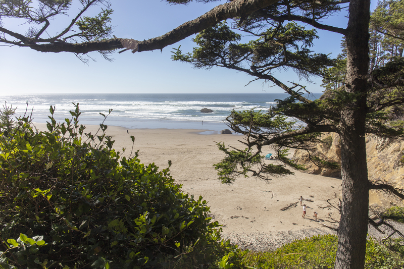 Image of a sunny beach as viewed through spindly trees.